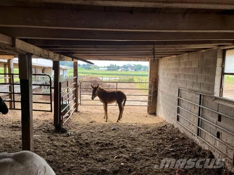  Mule Colt Ostale mašine i oprema za stoku
