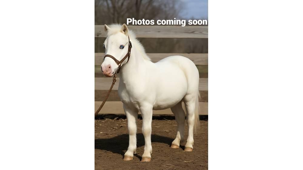  Pony 40" Oprema za mužu