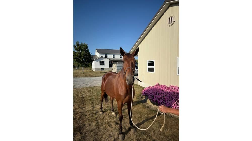  Horse Standardbred Ostale mašine i oprema za stoku