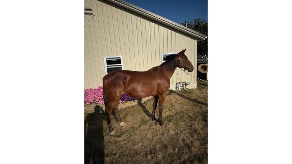  Horse Standardbred Ostale mašine i oprema za stoku