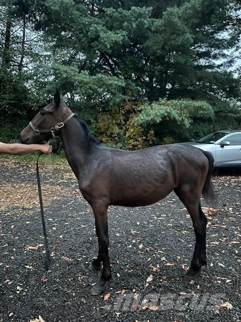  Horse Standardbred Ostale mašine i oprema za stoku