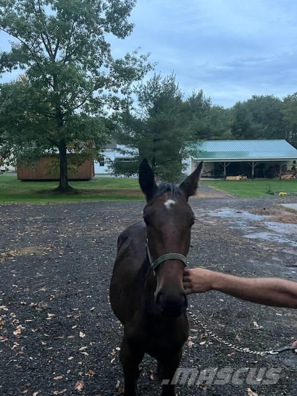  Horse Standardbred Ostale mašine i oprema za stoku