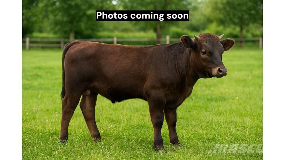 Bull (Organic Farm) Oprema za mužu