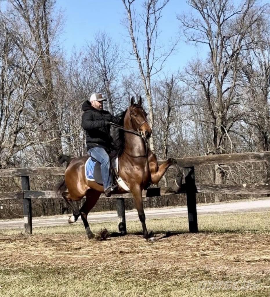  Horse Saddlebred Ostale mašine i oprema za stoku