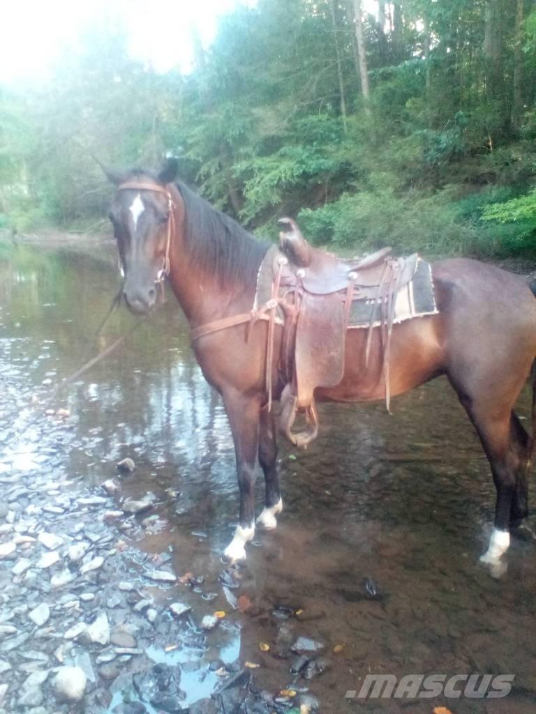  Horse Standaredbred Ostale mašine i oprema za stoku