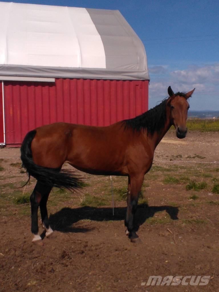 Horse Family Ostale mašine i oprema za stoku