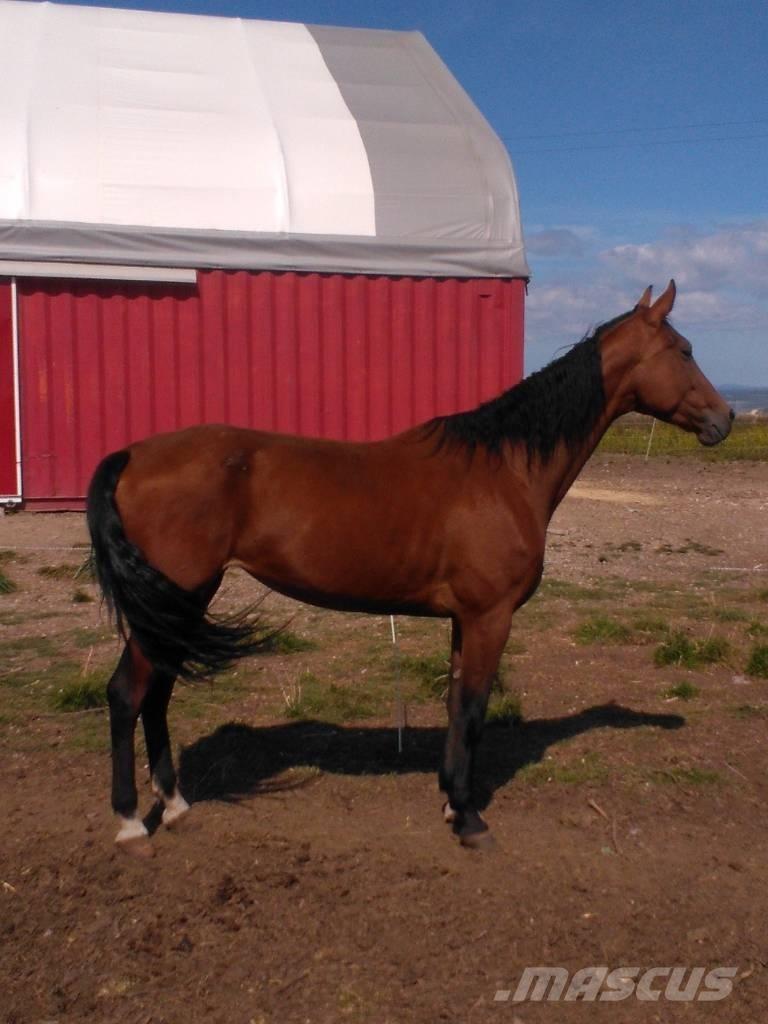  Horse Family Ostale mašine i oprema za stoku