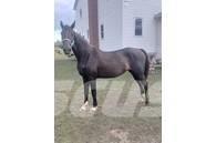  Horse Mare Ostale mašine i oprema za stoku