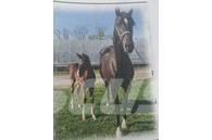  Horse Mare Ostale mašine i oprema za stoku