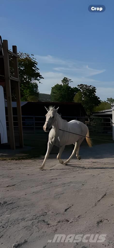  Horse Mare Ostale mašine i oprema za stoku