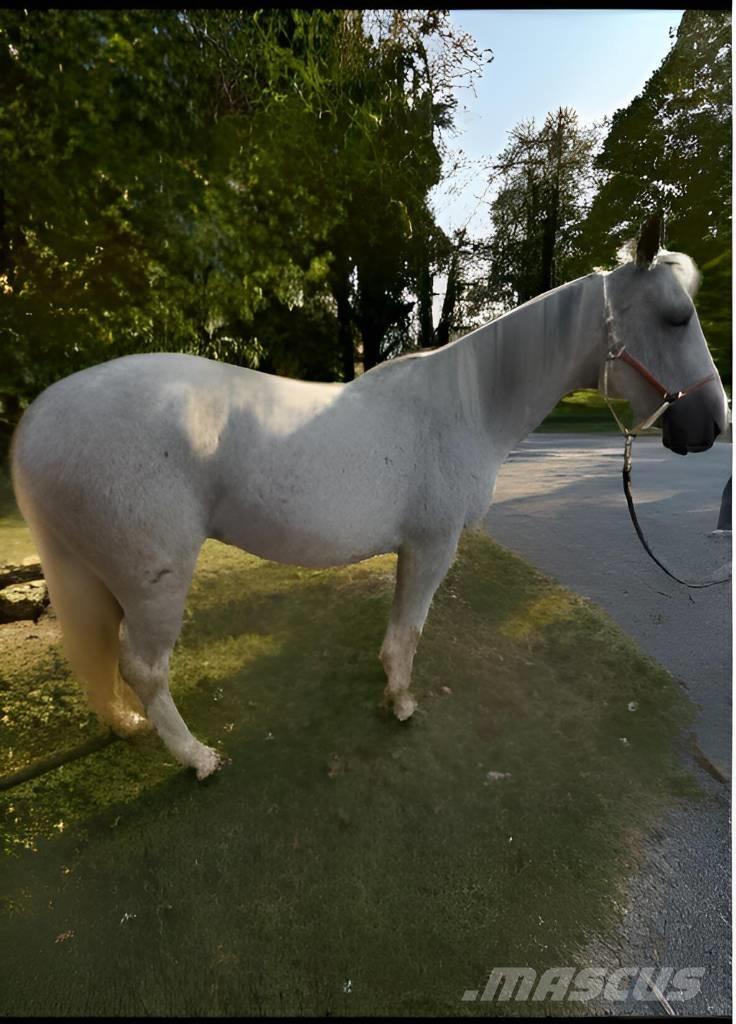  Horse Mare Ostale mašine i oprema za stoku