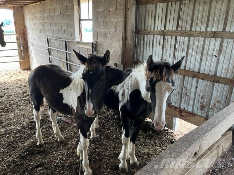  Horse Male Ostale mašine i oprema za stoku