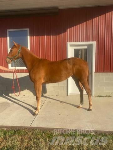 1-Year-Old Mare Ostalo za građevinarstvo
