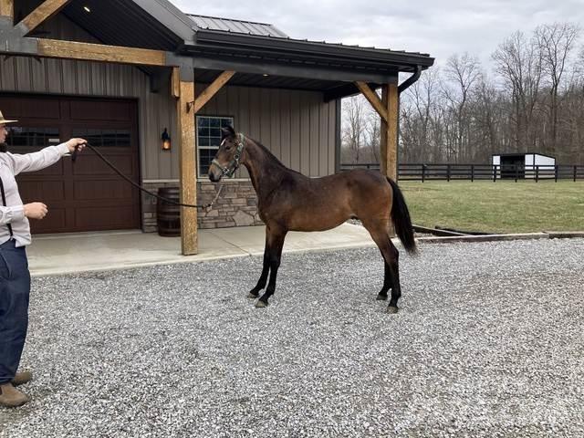 Morgan Filly Ostalo za građevinarstvo