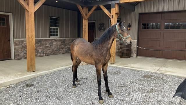 Morgan Filly Ostalo za građevinarstvo