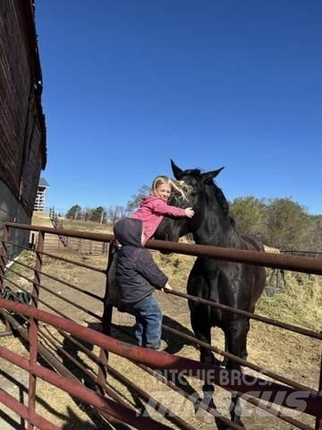  Percheron Team Ostalo za građevinarstvo